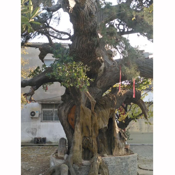 雕塑/喷泉/假山 设计制作安装